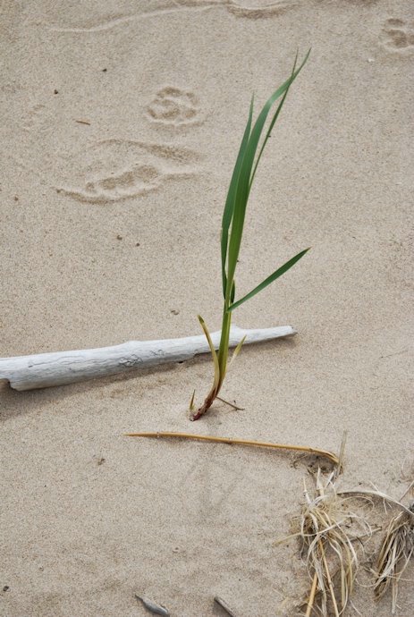 Walk On The Beach