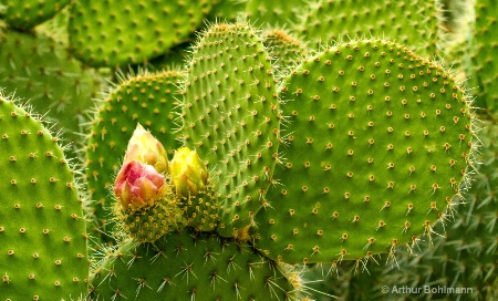 Cactus Color