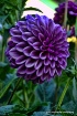 Butchart Gardens