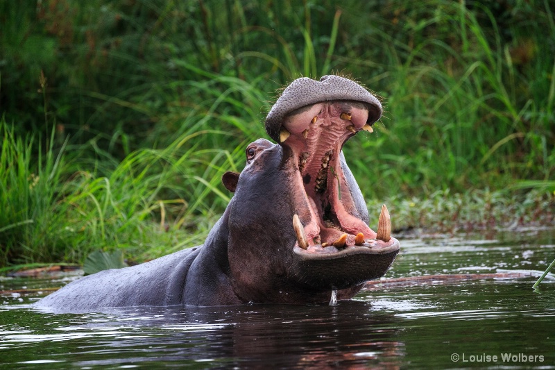 Yawning Hippo - ID: 15103524 © Louise Wolbers