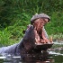 2Yawning Hippo - ID: 15103524 © Louise Wolbers