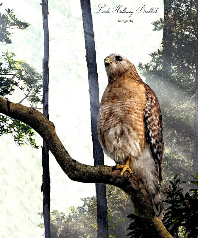 Hawk in the Sunlight