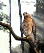 Hawk in the Sunli...