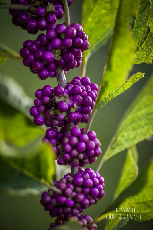 beautyberry bush