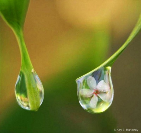 Flower in a water drop
