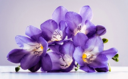 Purple freesias