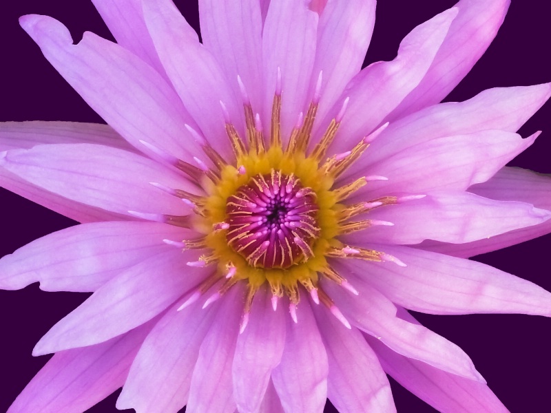 Water Lily in Bloom