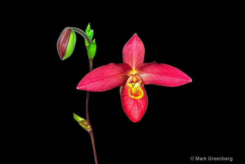 Phrag Ruby Cacade Orchid