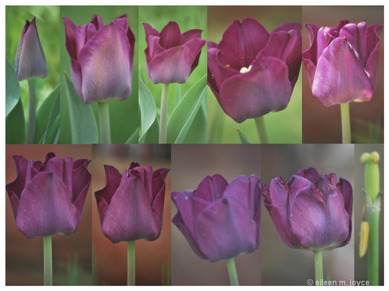 Lifetime of a tulip