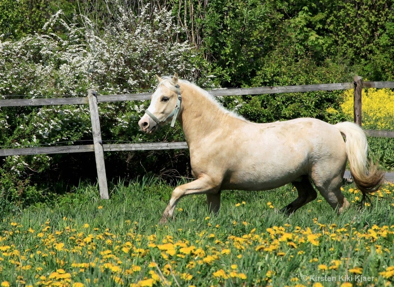 Palomino In His Enclosure