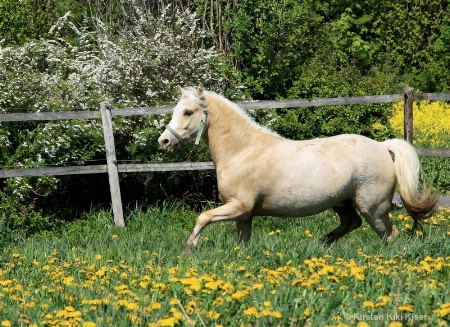 Palomino In His Enclosure