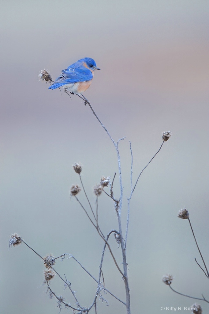 Bluebird on Thistle