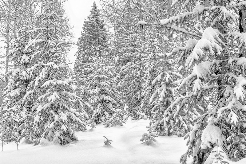 Snow scene - ID: 15105478 © Larry J. Citra