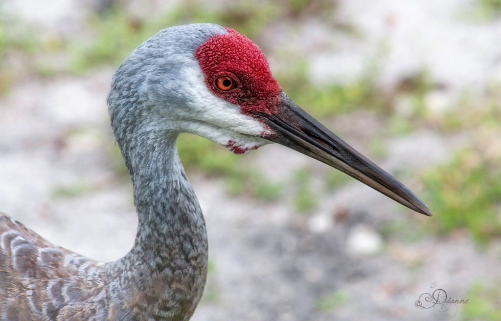 Sandhill Crane