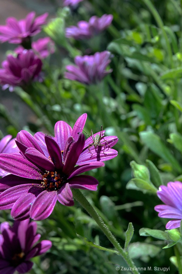 Bug on my flower