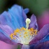 © Elliot Barnathan PhotoID# 15105611: Blue Poppy 9