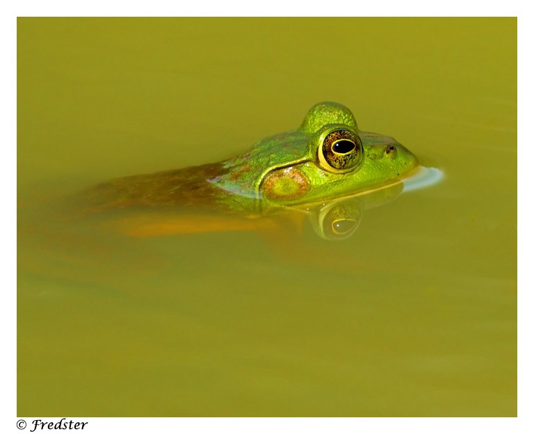 Frog In A Pond