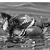 © Frederick A. Franzella PhotoID # 15105773: Mandarin Duck Getting Ready To Dive