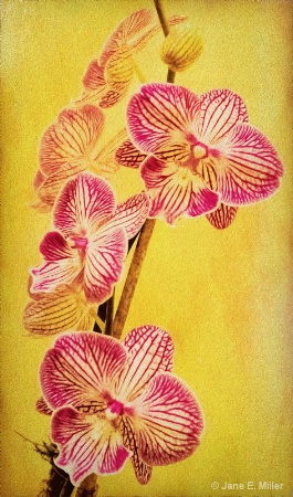 Orchid Painting