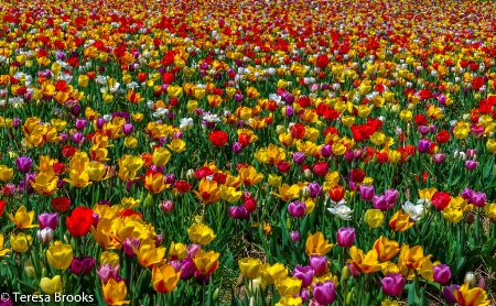 Field of tulips