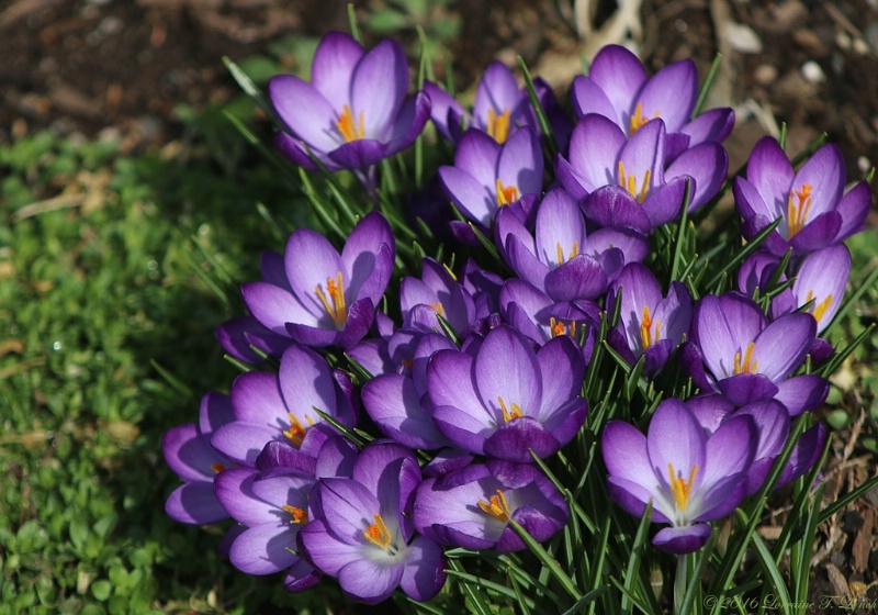 My Crocuses ~ 1st Day Of Spring!