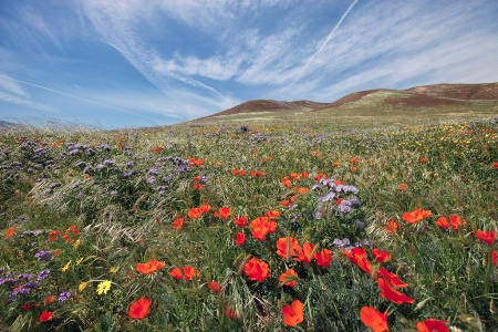 Poppies and More