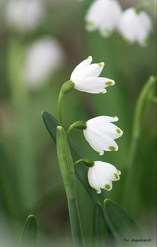 Leucojum Aestivum