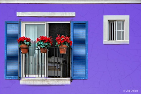 Geraniums