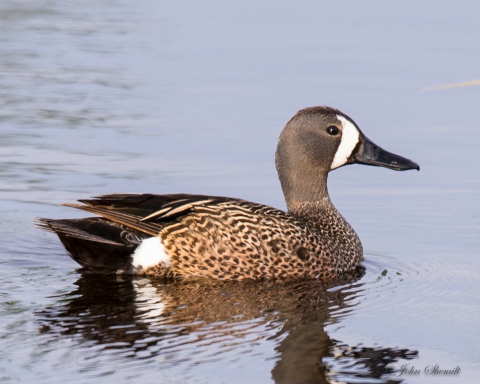 Blue-winged Teal - June 13th, 2012