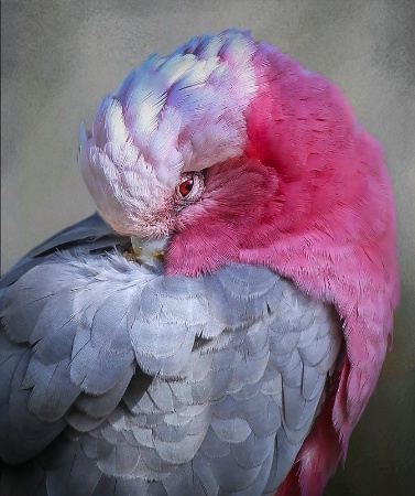 Galah