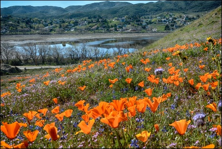 Poppies In Bloom