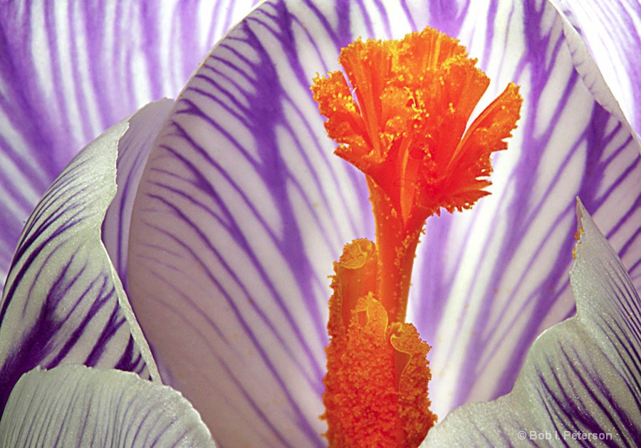 inside a crocus