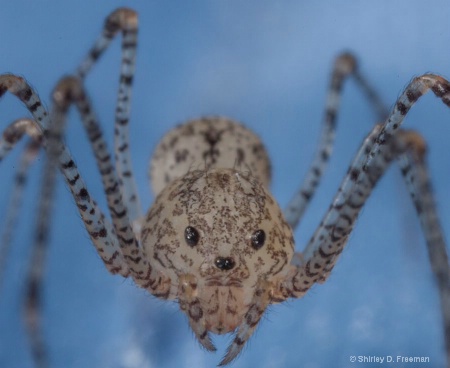 Face of a Spider