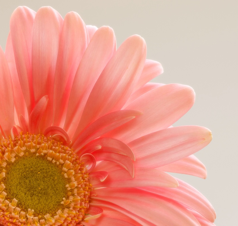 Gerber Daisy