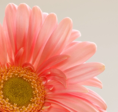 Gerber Daisy