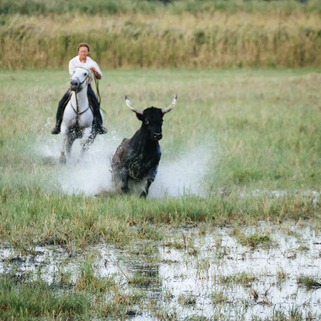 Camargue Bulls Marsh 150910  MG 0150