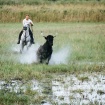 Camargue Bulls Ma...