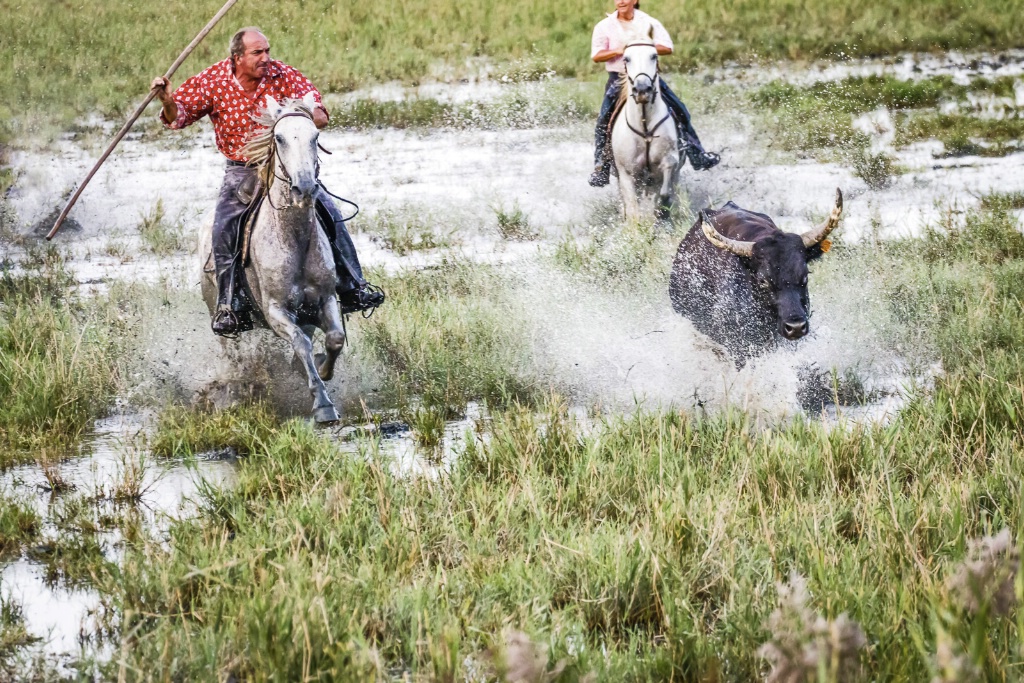 Camargue Bulls Marsh 150910  MG 0165-Edit