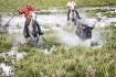 Camargue Bulls Ma...