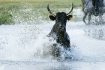 Camargue Bulls Ma...