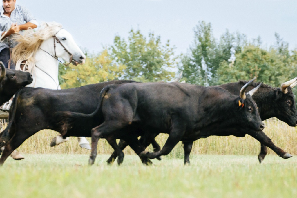 Camargue Bulls Marsh 150910  MG 9979-2