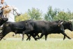 Camargue Bulls Ma...