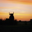 Camargue Bulls Su...