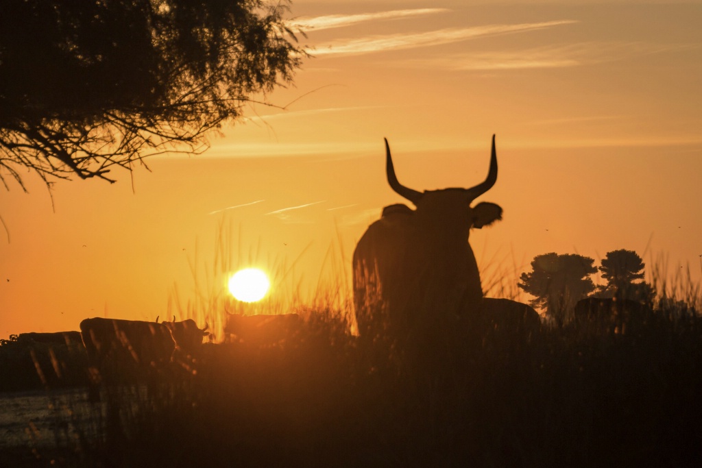 Camargue Bulls Sunrise 150910  MG 9909