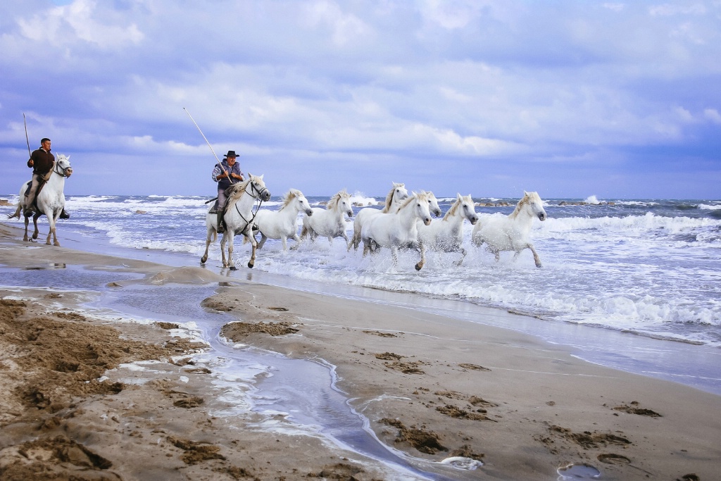 Camargue Horses Beach 150912  MG 2571