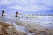 Camargue Horses B...