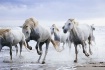Camargue Horses B...