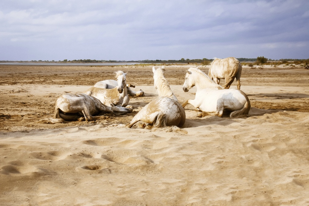 Camargue Horses Beach 150912  MG 2924-Edit