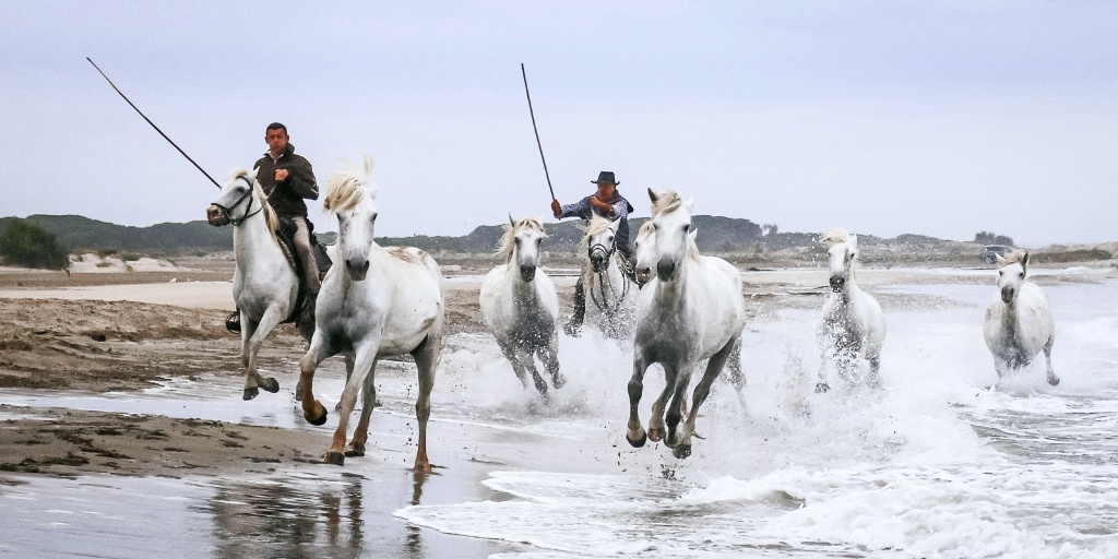 Camargue Horses Beach 150912  MG 3038-Edit