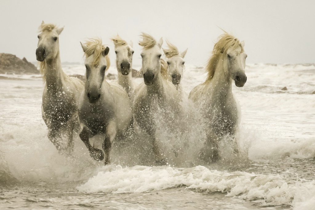 Camargue Horses Beach 150912  MG 3091